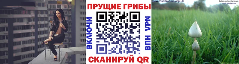 Галлюциногенные грибы Psilocybe  продажа наркотиков  Лосино-Петровский 